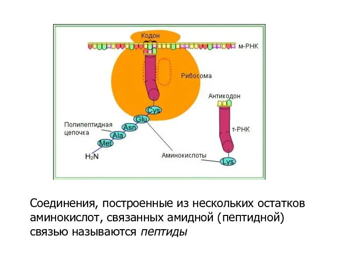 Соединения, построенные из нескольких остатков аминокислот, связанных амидной (пептидной) связью называются пептиды