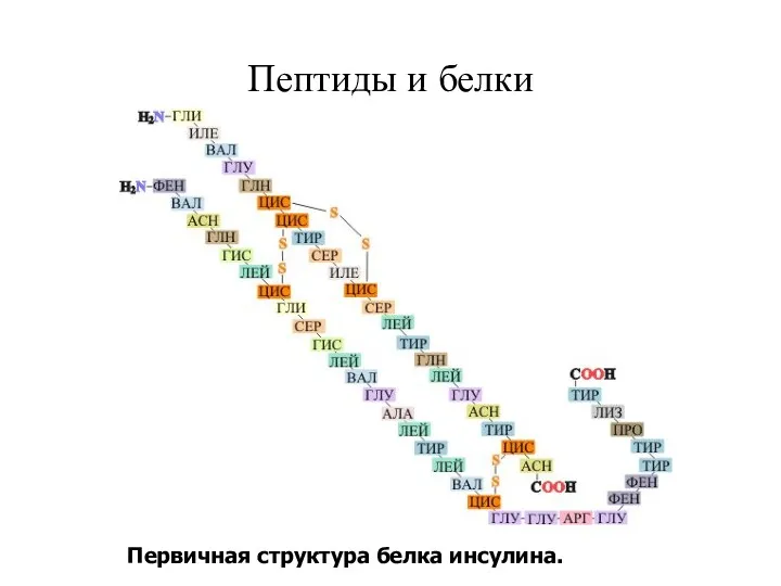 Пептиды и белки Первичная структура белка инсулина.