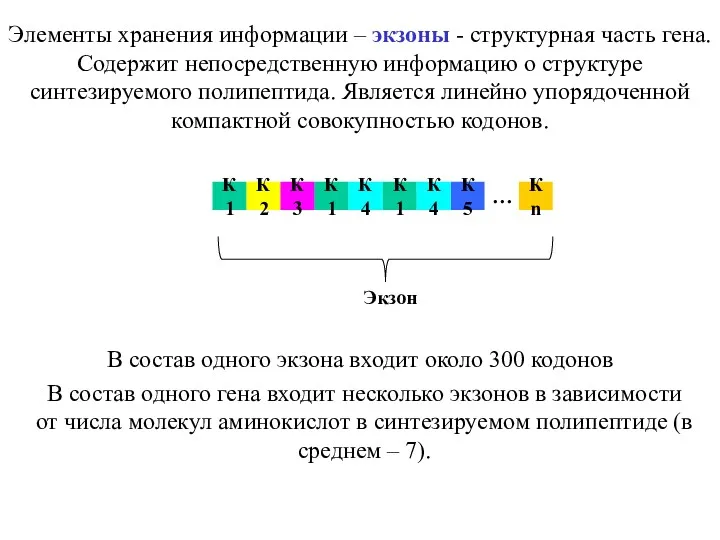 В состав одного гена входит несколько экзонов в зависимости от