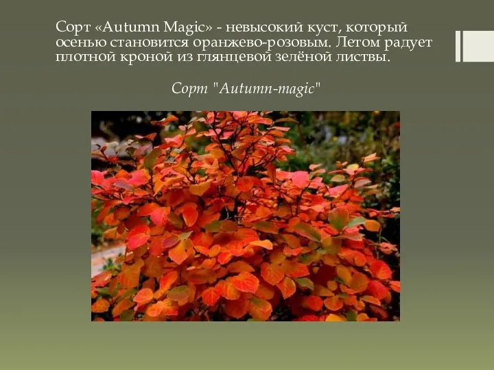 Сорт «Autumn Magic» - невысокий куст, который осенью становится оранжево-розовым.