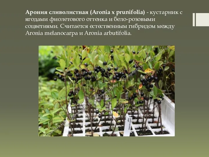 Арония сливолистная (Aronia x prunifolia) - кустарник с ягодами фиолетового