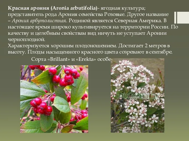 Красная арония (Aronia arbutifolia)- ягодная культура; представитель рода Арония семейства