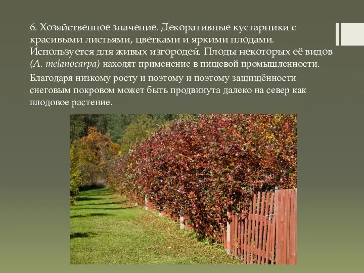 6. Хозяйственное значение. Декоративные кустарники с красивыми листьями, цветками и