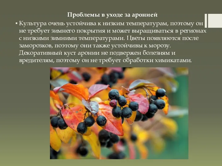 Проблемы в уходе за аронией Культура очень устойчива к низким