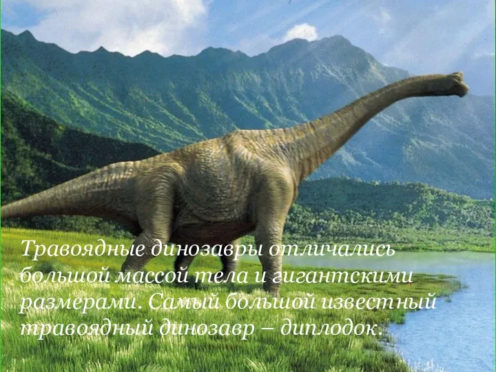 Травоядные динозавры отличались большой массой тела и гигантскими размерами. Самый большой известный травоядный динозавр – диплодок.