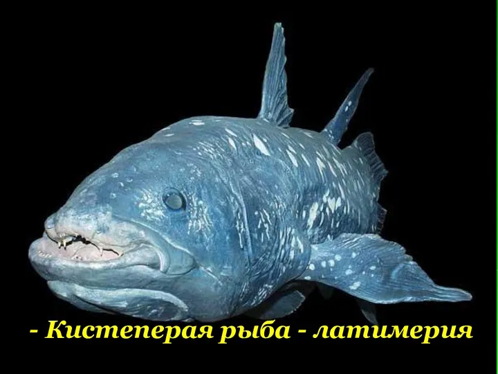 - Кистеперая рыба - латимерия