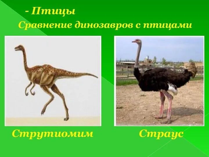 Сравнение динозавров с птицами - Птицы Струтиомим Страус