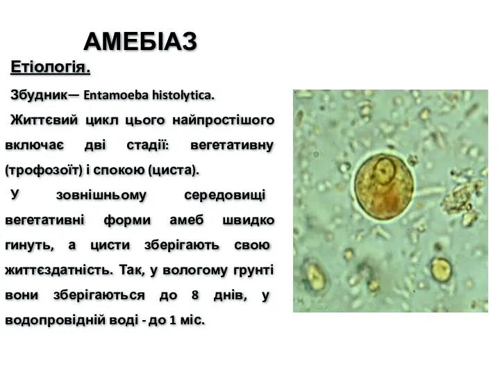 АМЕБІАЗ Етіологія. Збудник— Entamoeba histolytica. Життєвий цикл цього найпростішого включає