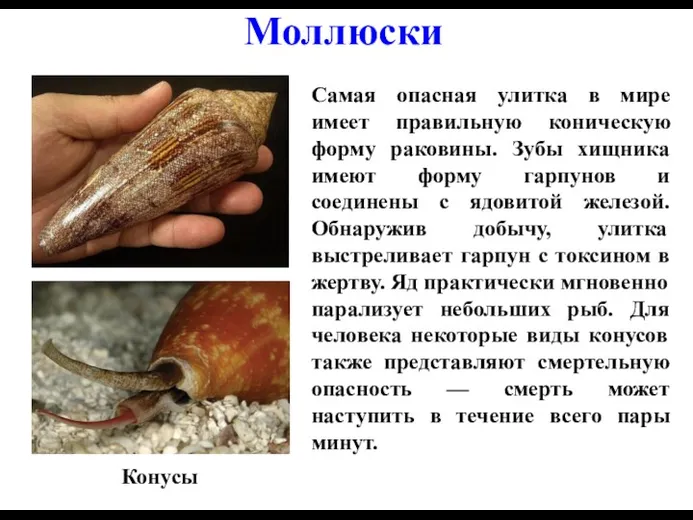 Моллюски Самая опасная улитка в мире имеет правильную коническую форму