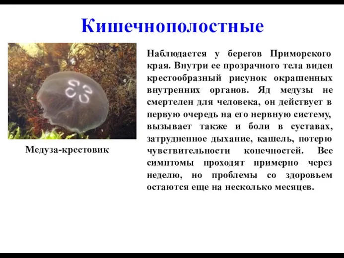 Кишечнополостные Наблюдается у берегов Приморского края. Внутри ее прозрачного тела