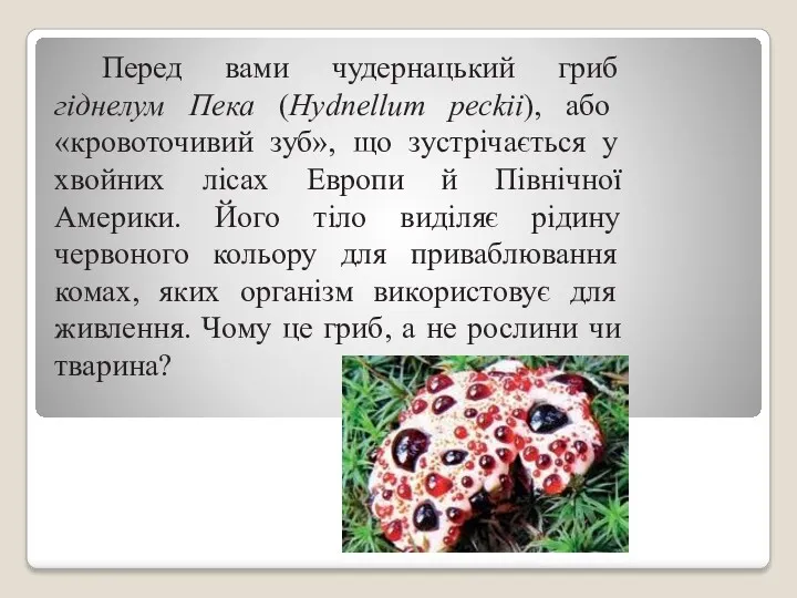 Перед вами чудернацький гриб гіднелум Пека (Hydnellum peckii), або «кровоточивий зуб», що зустрічається