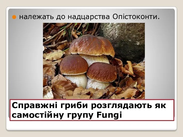 Справжні гриби розглядають як самостійну групу Fungi належать до надцарства Опістоконти.