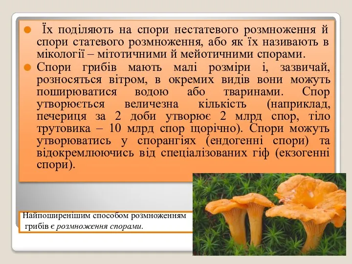 Найпоширенішим способом розмноженням грибів є розмноження спорами. Їх поділяють на спори нестатевого розмноження