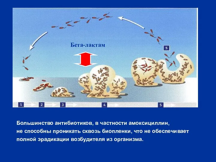 Бета-лактам Большинство антибиотиков, в частности амоксициллин, не способны проникать сквозь биопленки, что не