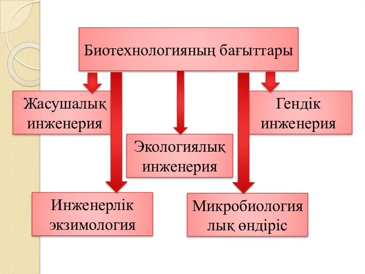 Биотехнологияның бағыттары Жасушалық инженерия Гендік инженерия Микробиологиялық өндіріс Инженерлік экзимология Экологиялық инженерия