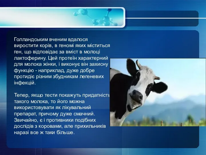 Голландським вченим вдалося виростити корів, в геномі яких міститься ген,