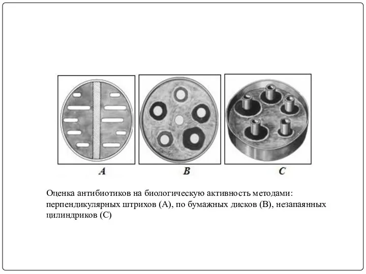 Оценка антибиотиков на биологическую активность методами: перпендикулярных штрихов (А), по бумажных дисков (В), незапаянных цилиндриков (С)