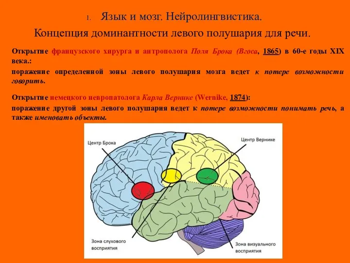 Язык и мозг. Нейролингвистика. Концепция доминантности левого полушария для речи.