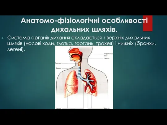 Анатомо-фізіологічні особливості дихальних шляхів. Система органів дихання складається з верхніх