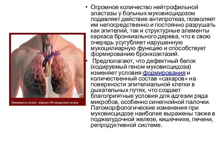 Огромное количество нейтрофильной эластазы у больных муковисцидозом подавляет действие антипротеаз,