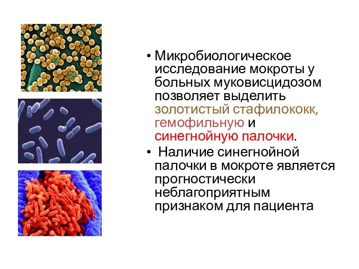 Микробиологическое исследование мокроты у больных муковисцидозом позволяет выделить золотистый стафилококк,