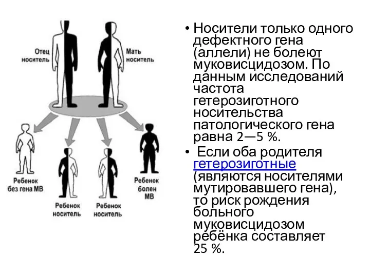 Носители только одного дефектного гена (аллели) не болеют муковисцидозом. По