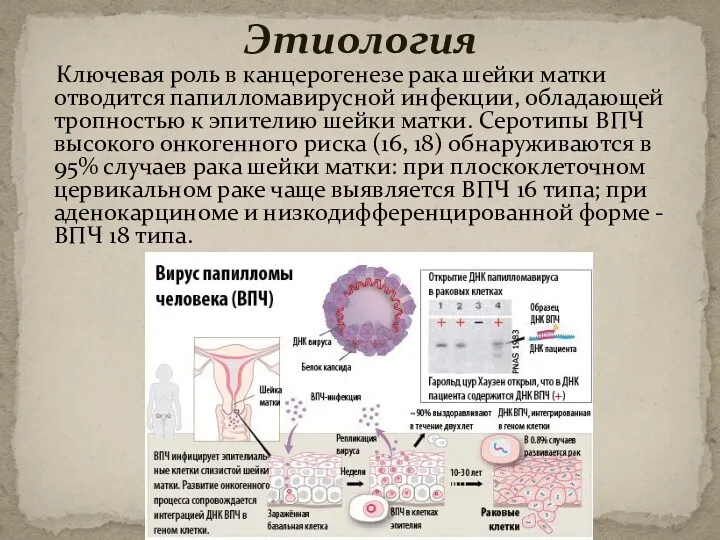 Ключевая роль в канцерогенезе рака шейки матки отводится папилломавирусной инфекции, обладающей тропностью к