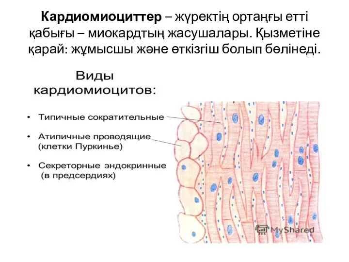 Кардиомиоциттер – жүректің ортаңғы етті қабығы – миокардтың жасушалары. Қызметіне қарай: жұмысшы және өткізгіш болып бөлінеді.