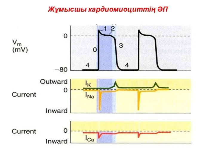 Жұмысшы кардиомиоциттің ӘП