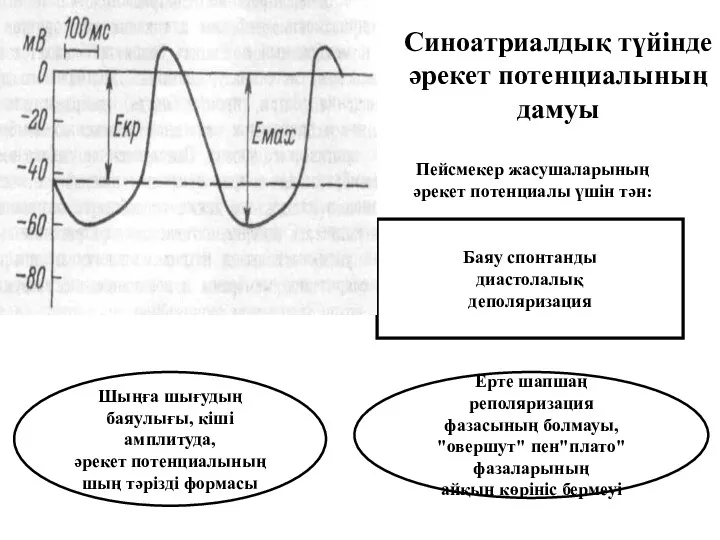 Синоатриалдық түйінде әрекет потенциалының дамуы Пейсмекер жасушаларының әрекет потенциалы үшін