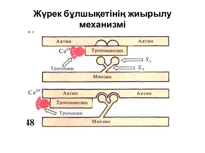 Жүрек бұлшықетінің жиырылу механизмі