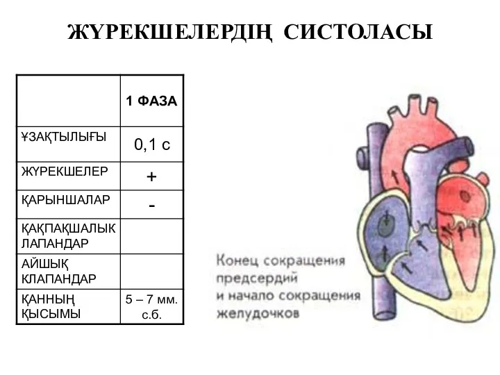 ЖҮРЕКШЕЛЕРДІҢ СИСТОЛАСЫ