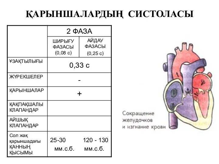 ҚАРЫНШАЛАРДЫҢ СИСТОЛАСЫ