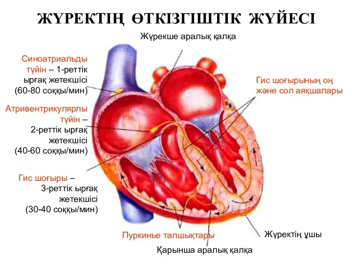 ЖҮРЕКТІҢ ӨТКІЗГІШТІК ЖҮЙЕСІ Жүрекше аралық қалқа Синоатриальды түйін – 1-реттік