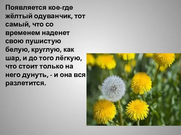 Появляется кое-где жёлтый одуванчик, тот самый, что со временем наденет