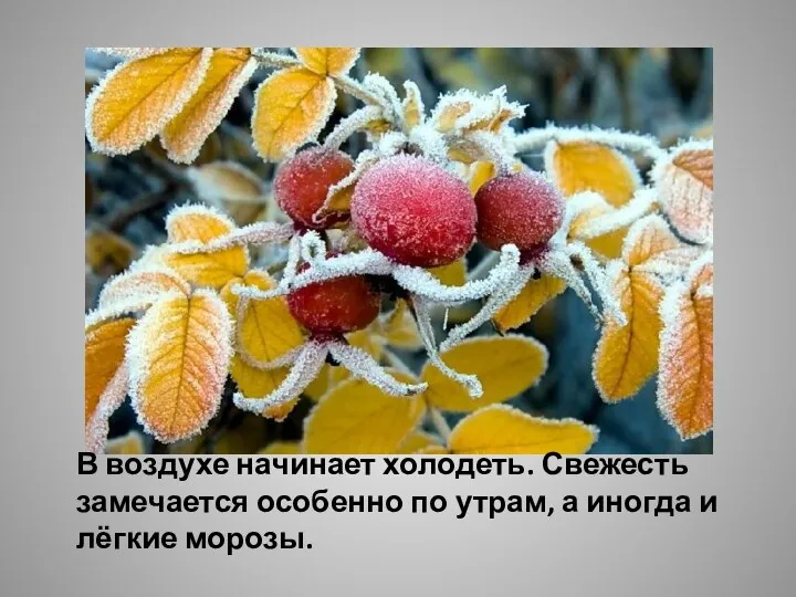 В воздухе начинает холодеть. Свежесть замечается особенно по утрам, а иногда и лёгкие морозы.