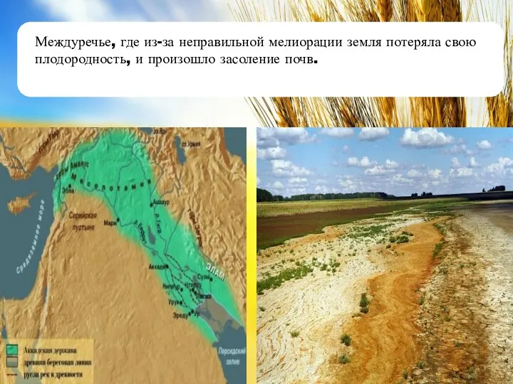 Междуречье, где из-за неправильной мелиорации земля потеряла свою плодородность, и произошло засоление почв.