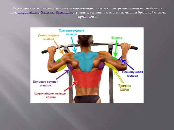 Подтягивания — базовое физическое упражнение, развивающее группы мышц верхней части тела: широчайшие, бицепсы,
