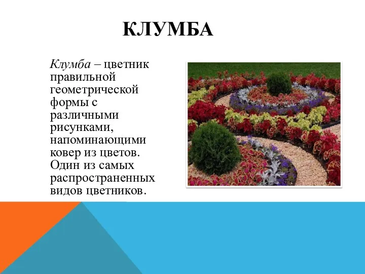Клумба – цветник правильной геометрической формы с различными рисунками, напоминающими