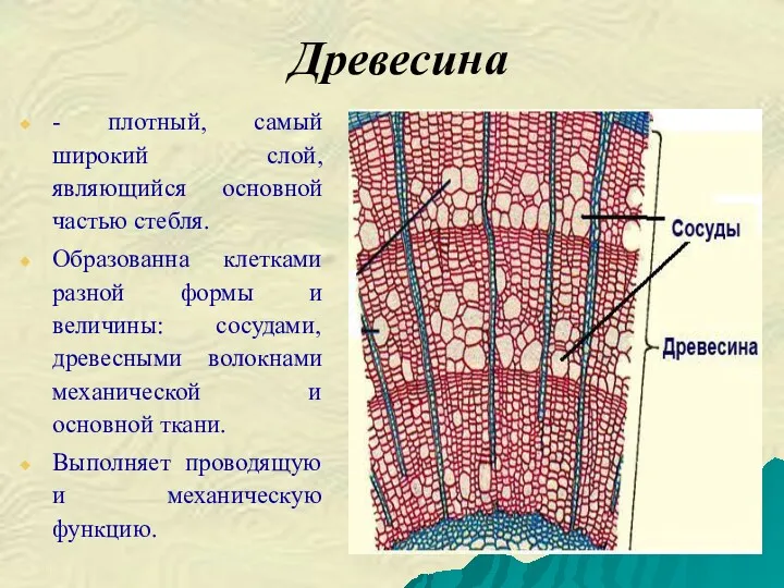 Древесина - плотный, самый широкий слой, являющийся основной частью стебля.