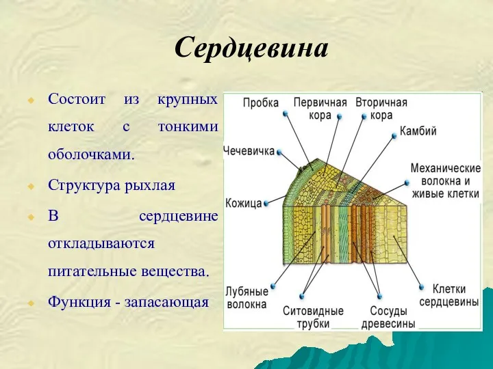 Сердцевина Состоит из крупных клеток с тонкими оболочками. Структура рыхлая