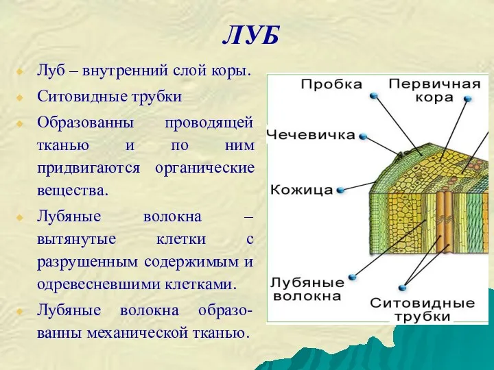 ЛУБ Луб – внутренний слой коры. Ситовидные трубки Образованны проводящей