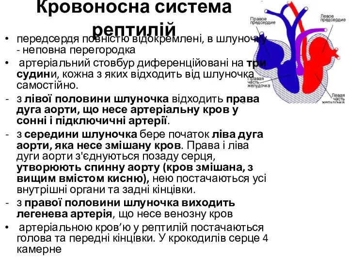 Кровоносна система рептилій передсердя повністю відокремлені, в шлуночку - неповна