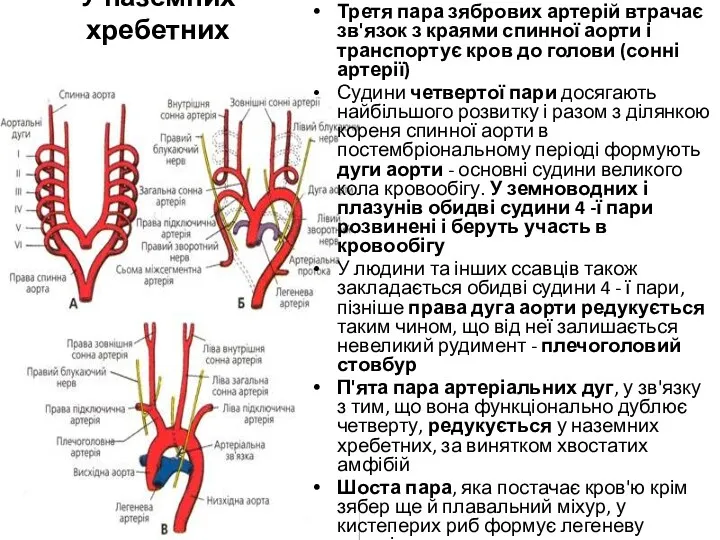 У наземних хребетних Третя пара зябрових артерій втрачає зв'язок з