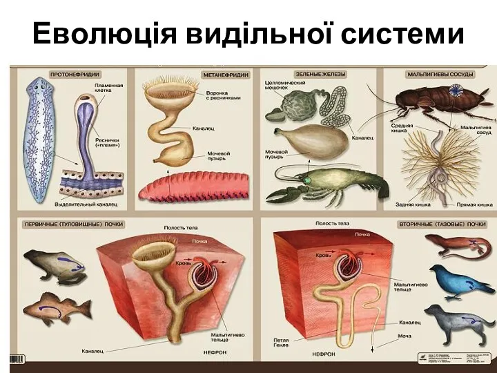 Еволюція видільної системи