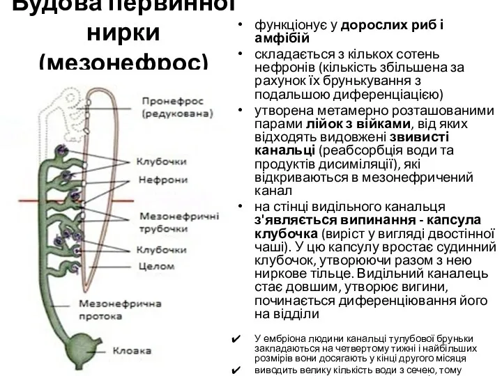 Будова первинної нирки (мезонефрос) функціонує у дорослих риб і амфібій