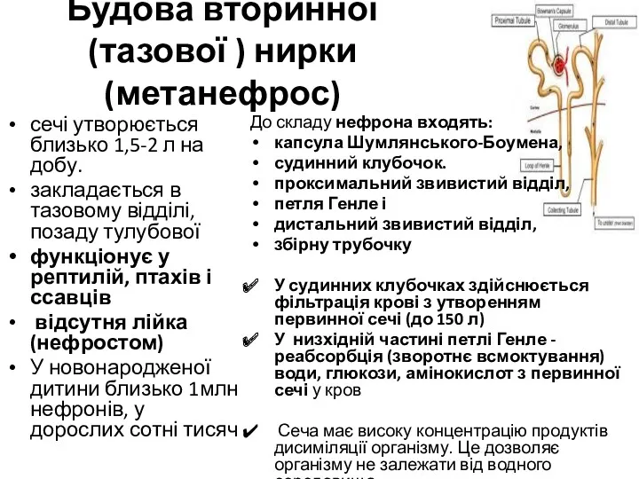 До складу нефрона входять: капсула Шумлянського-Боумена, судинний клубочок. проксимальний звивистий