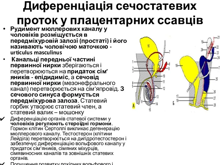 Диференціація сечостатевих проток у плацентарних ссавців Рудимент мюллерових каналу у