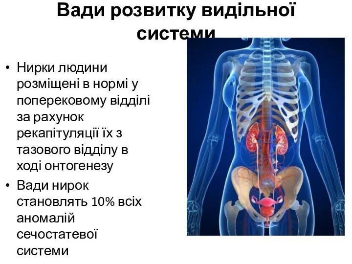 Вади розвитку видільної системи Нирки людини розміщені в нормі у