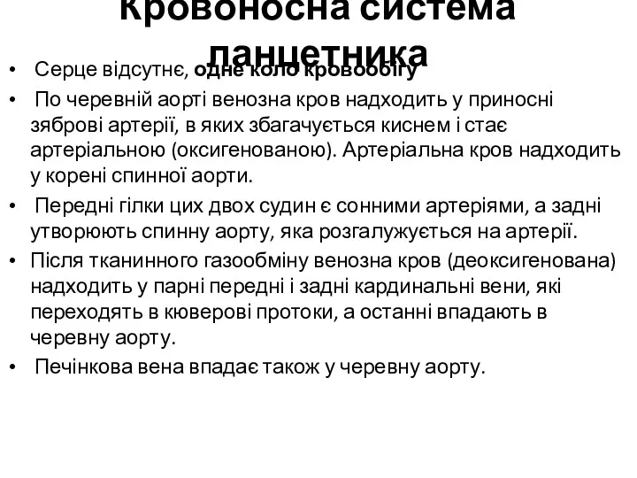 Кровоносна система ланцетника Серце відсутнє, одне коло кровообігу По черевній